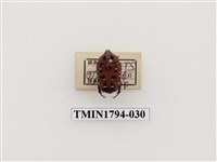 藏品(婆羅洲昆蟲)的圖片